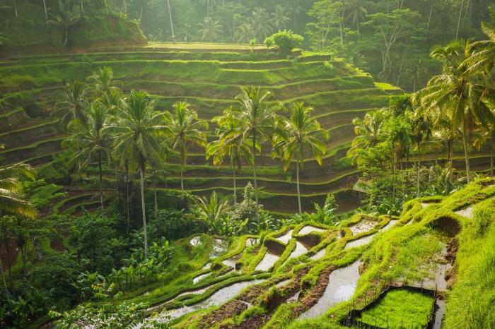 Ubud bali indonesia trip rice fields